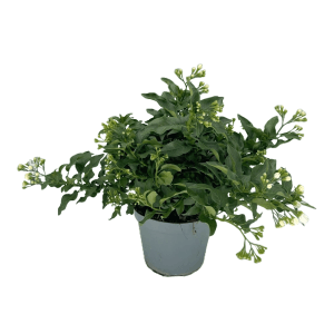 Sommerjasmin im Topf, Solanum jasminoides mit weißen Blütenknospen, Kübelpflanze für Balkon und Terrasse.