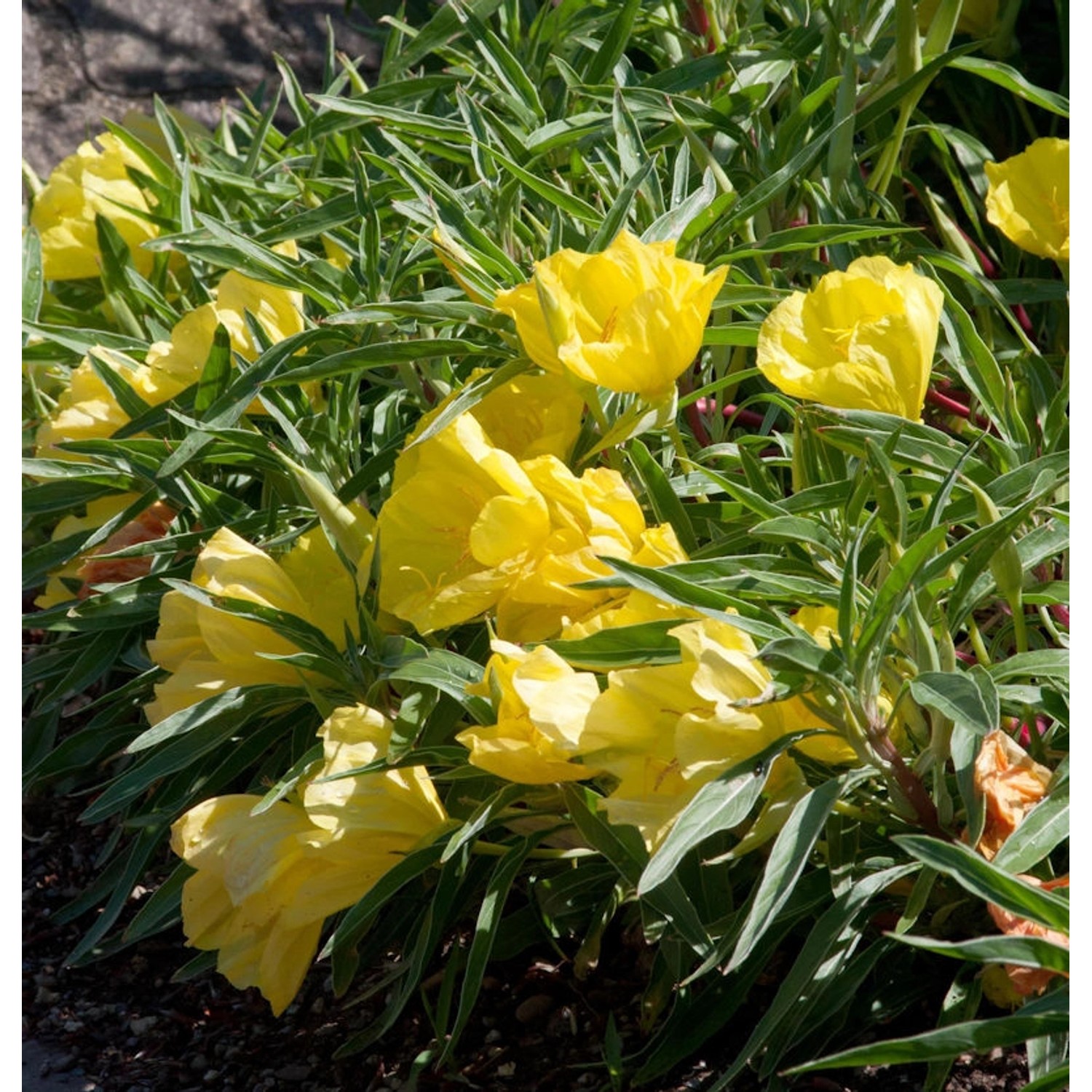 Missouri Nachtkerze - Oenothera missouriensis günstig online kaufen