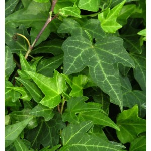 Nahaufnahme von 10 Efeu Green Ripple Pflanzen (Hedera helix) mit grünen Blättern.