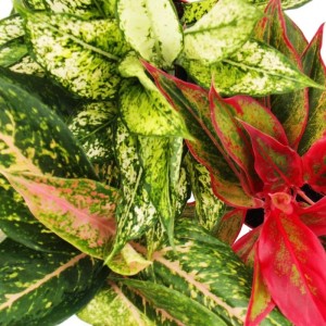 Exotenherz Kolbenfaden Set, 3 Aglaonema Pflanzen mit bunten Blättern in rot, rosa und gelbgrün.