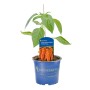 Kiepenkerl Paprika Salma Maxi Orange im Topf, ca. 10,5 cm Ø. Fruchtgemüse mit orangen Früchten.