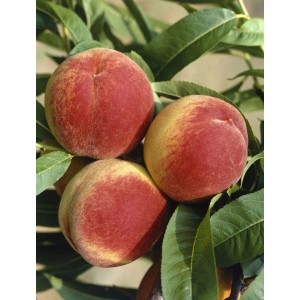 Saftige South Haven Pfirsiche am Baum, rot-gelbe Früchte mit grünen Blättern.