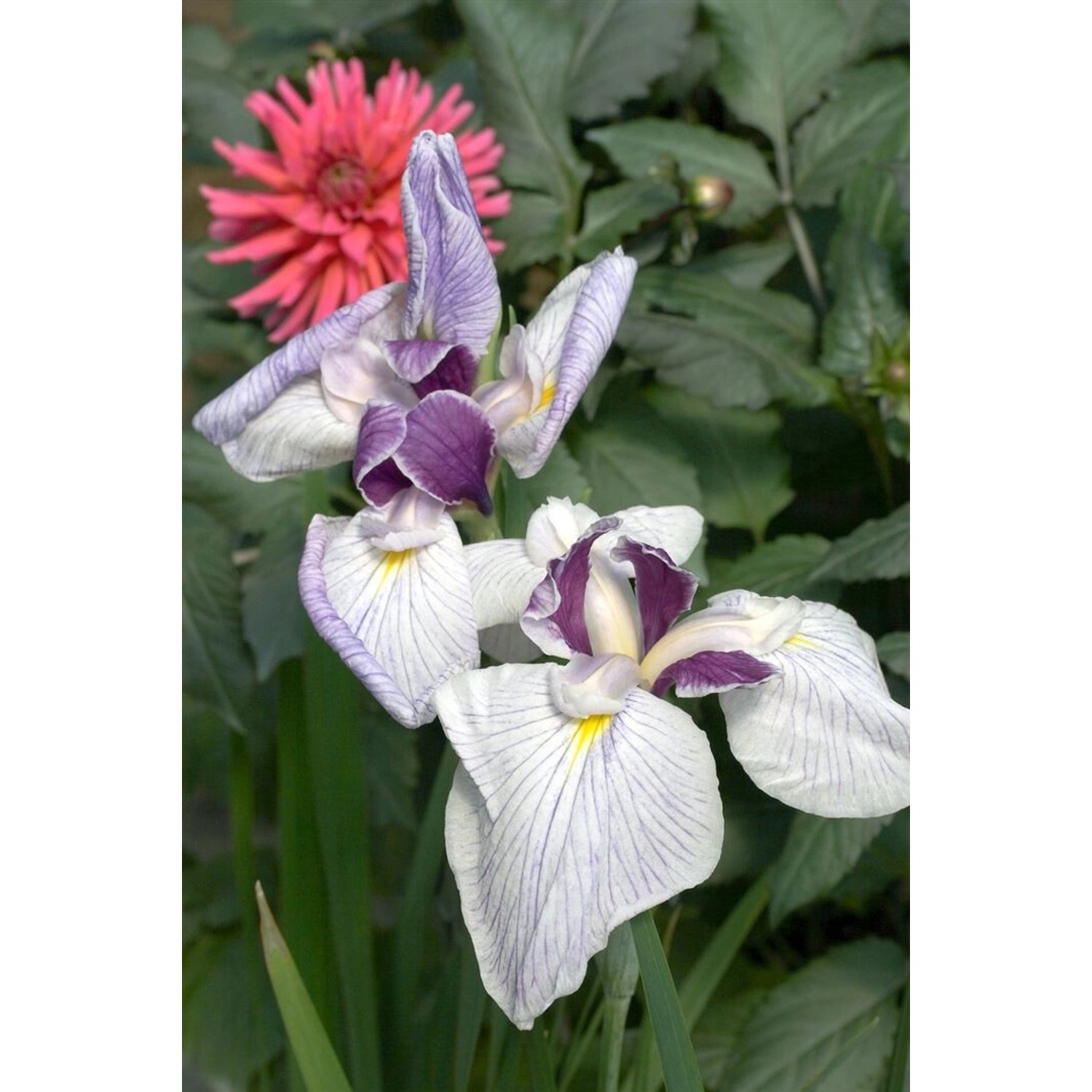 Iris Ensata Japanische Sumpf-Schwertlilie Ca. 11x11 cm Topf günstig online kaufen