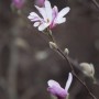 Nahaufnahme einer rosa-weißen Tulpen-Magnolie (Magnolia Soulangiana) am Ast.