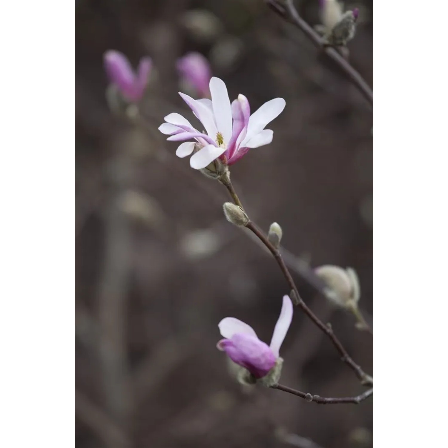 Nahaufnahme einer rosa-weißen Tulpen-Magnolie (Magnolia Soulangiana) am Ast.