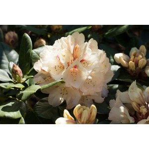 Gelber Rhododendron Hybr. Goldbukett (70–80 cm) mit üppigen Blüten im Garten.