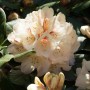 Gelber Rhododendron Hybr. Goldbukett (70–80 cm) mit üppigen Blüten im Garten.