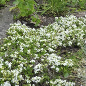 Zitronenquendel Amade - Thymus praecox