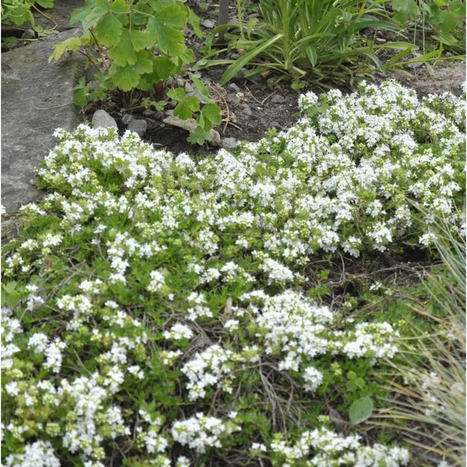 Zitronenquendel Amade - Thymus praecox