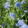 Nahaufnahme einer blühenden Säckelblume mit blauen Blüten und grünen Blättern.
