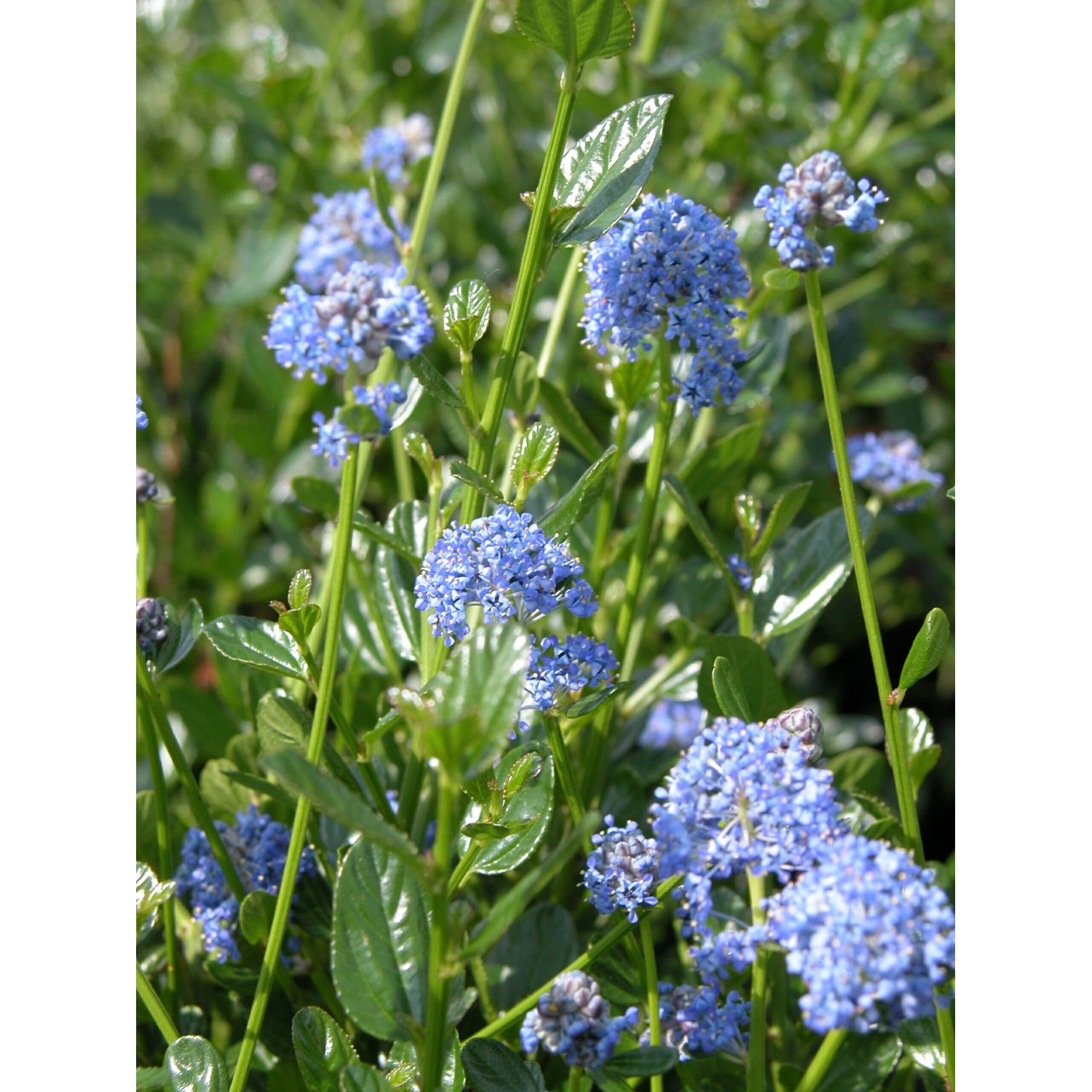 Nahaufnahme einer blühenden Säckelblume mit blauen Blüten und grünen Blättern.
