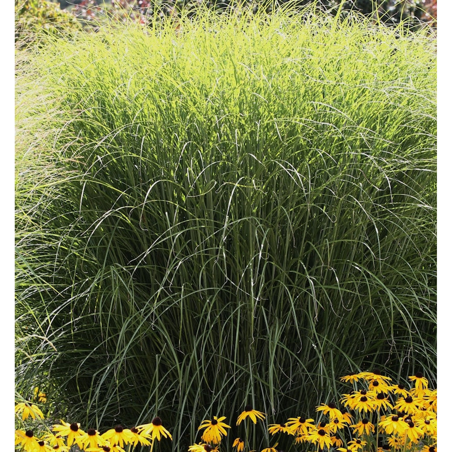 Chinaschilf Sioux - Miscanthus sinensis günstig online kaufen