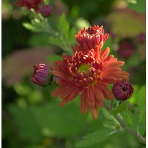 Winteraster Herbstrubin - Chrysanthemum hortorum