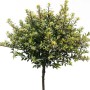Hochstamm Löffel Ilex Glorie Dwarf, ca. 80-100cm, grüne Blätter, im OBI Online-Shop.