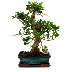 Chinesischer Feigenbaum Bonsai (Ficus Retusa), ca. 40-45cm hoch, in blauer Keramikschale.