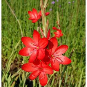 Leuchtend rote Spaltgriffel (Hesperantha coccinea) Staude im Detail.