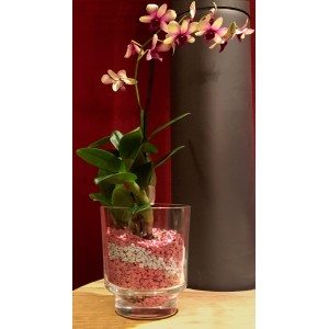 Rosa Colomi Orchidee in Glas mit Orchideengranulat. Dekoratives Pflanzsubstrat.