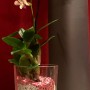 Rosa Colomi Orchidee in Glas mit Orchideengranulat. Dekoratives Pflanzsubstrat.