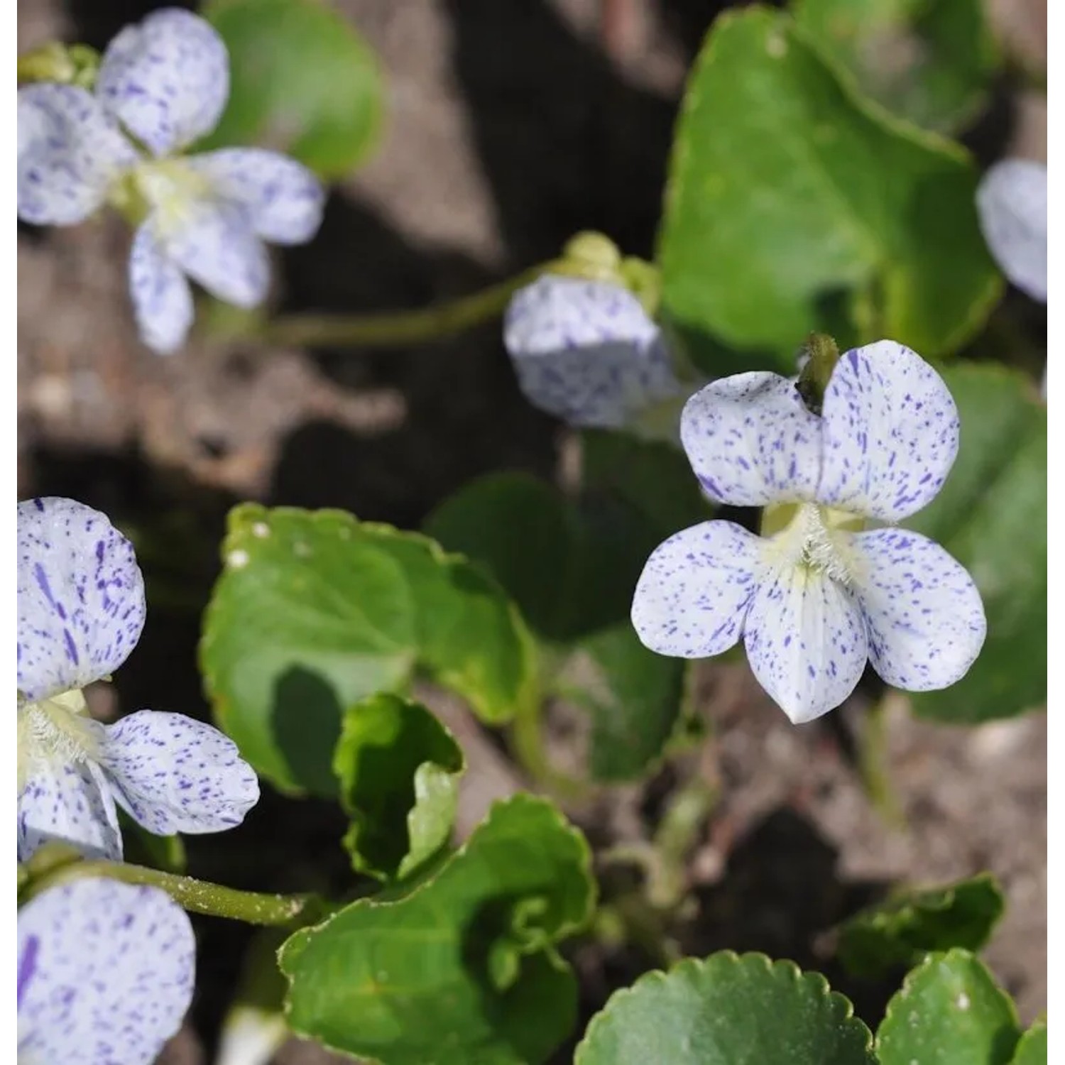Pfingst Veilchen Freckles - Viola sororia