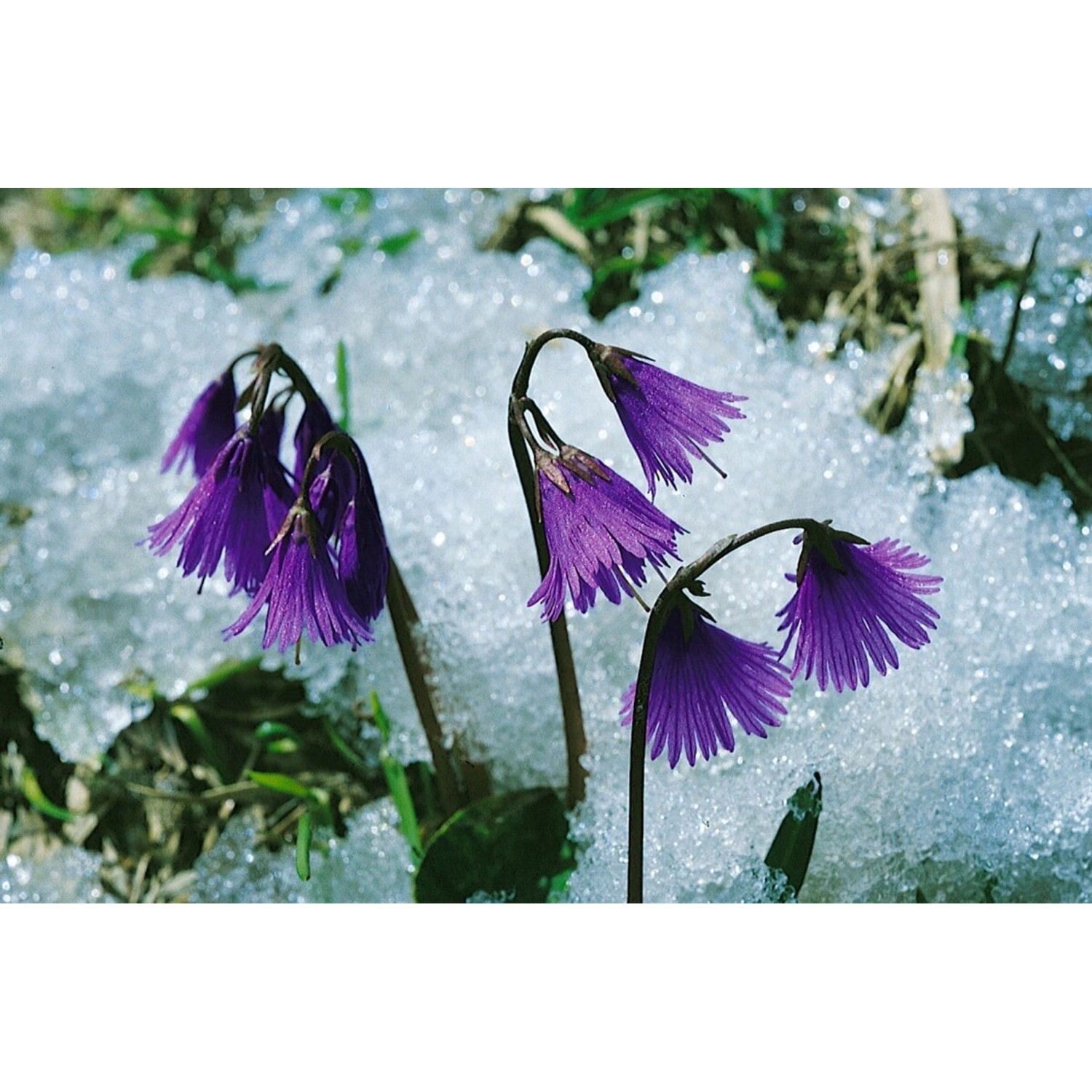 Soldanella Montana Alpen Troddelblume Ca. 9x9 cm Topf günstig online kaufen