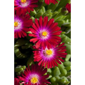 Nahaufnahme der leuchtend roten Mittagsblume "Jewel" mit gelber Mitte im Topf.