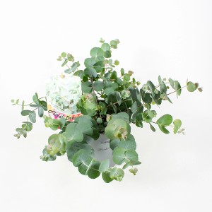 Topf mit Eukalyptus 'Mostgummi', ca. 35 cm hoch, silbrig-grüne Blätter.