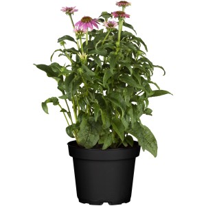 Purpursonnenhut Rosa im Topf, Echinacea purpurea, mit leuchtend rosa Blüten.