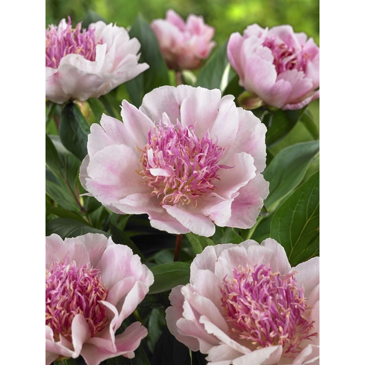 Paeonia Do Tell Pfingstrose 3-5 Liter Container günstig online kaufen