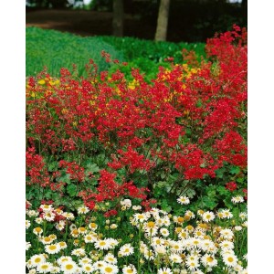 Blutroter Storchschnabel (Heuchera sanguinea) mit roten Blüten im Beet, ca. 9x9 cm Topf.