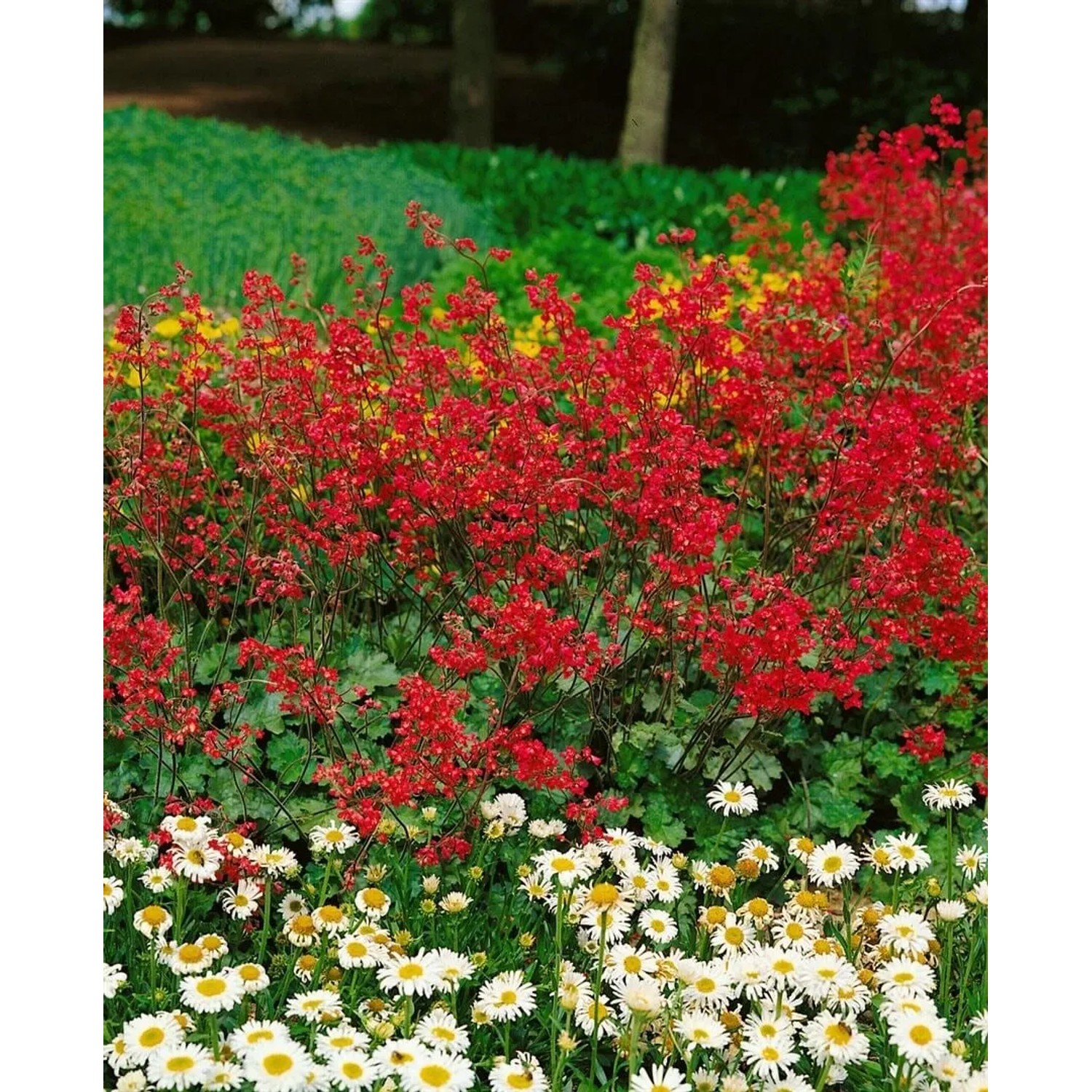 Blutroter Storchschnabel (Heuchera sanguinea) mit roten Blüten im Beet, ca. 9x9 cm Topf.