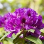 Violette OBI Rhododendron-Hybride Rasputin mit grünen Blättern im Topf.