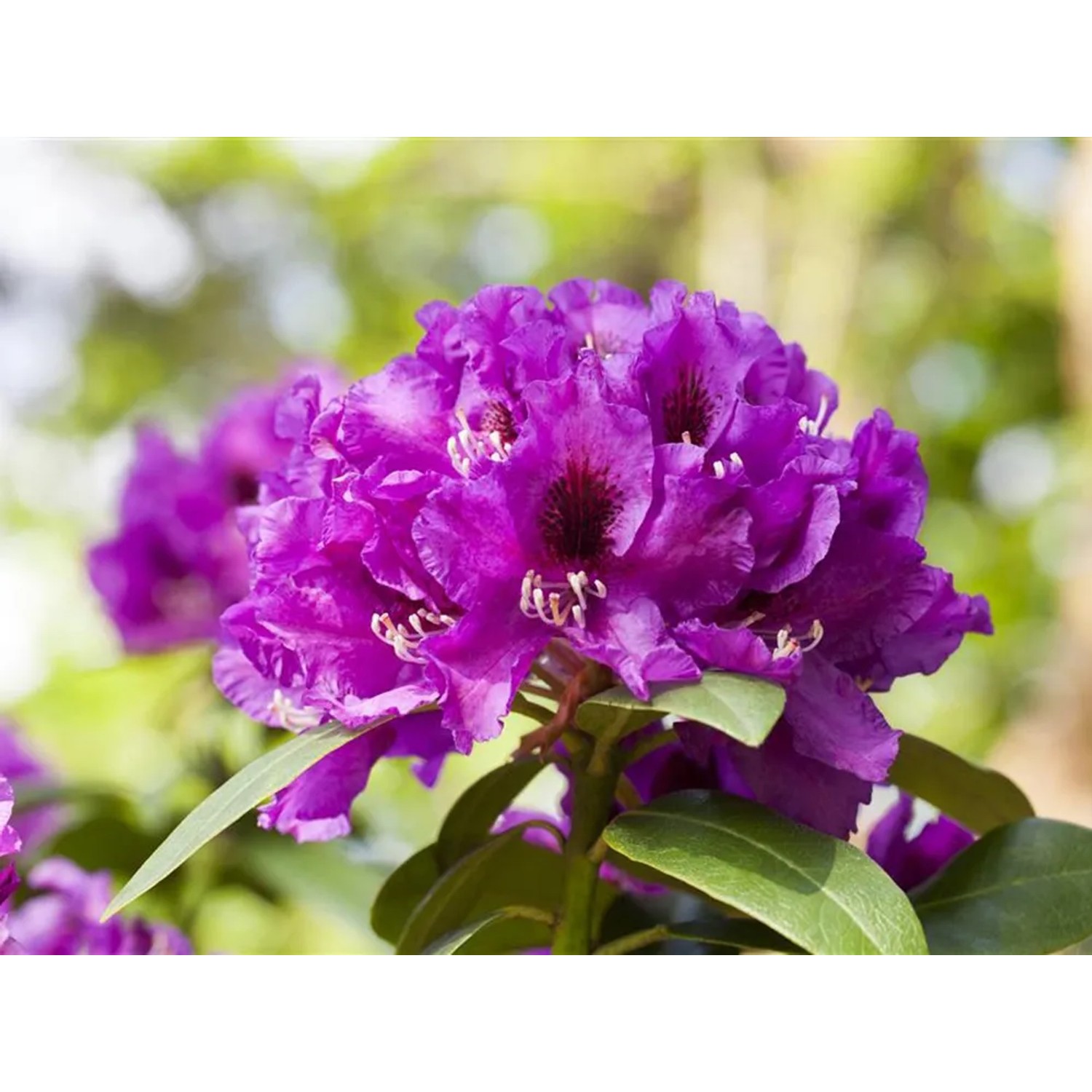 GROW by OBI Rhododendron-Hybride "Rasputin" Violett 20-30 cm 5 l kaufen bei  OBI