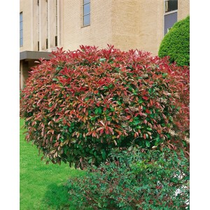 Buschige Glanzmispel Photinia Red Select mit roten Blättern, ca. 60-100 cm hoch.