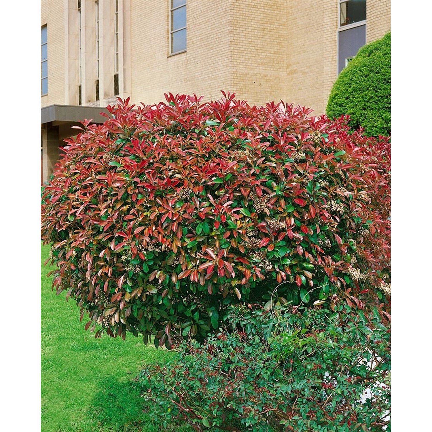 Photinia Fraseri Red Select Glanzmispel Rote Blätter 60–100 cm günstig online kaufen