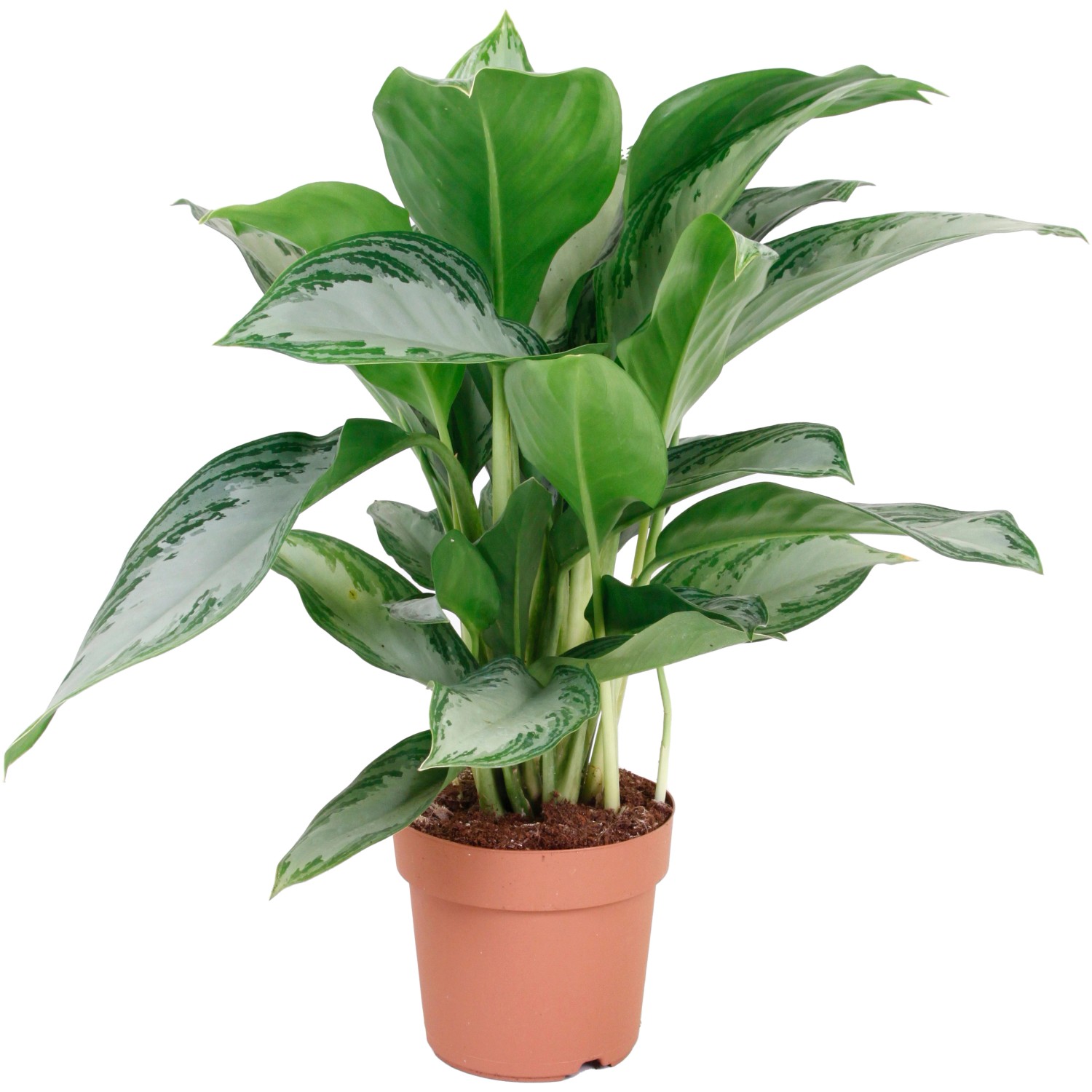 Kolbenfaden sortiert Höhe ca. 50 60 cm TopfØ ca. 17 cm Aglaonema