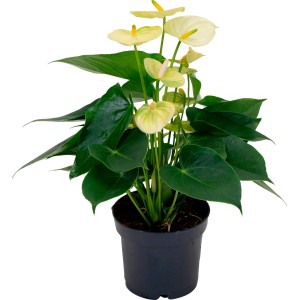 Gelbe Flamingoblume (Anthurium) im Topf, ca. 35-45 cm hoch. Dekorative Zimmerpflanze von GROW by OBI.