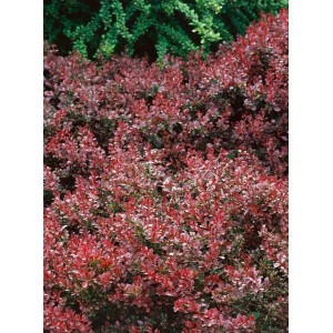 Berberitze 'Coral': Buschige Heckenpflanze mit roten Blättern, ca. 25-30 cm hoch.