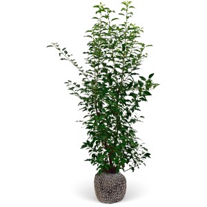Kirschlorbeer Angustifolia Set, 15 Pflanzen, ca. 150-175cm hoch, für dichte Hecken.