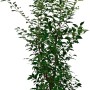 Kirschlorbeer Angustifolia Set, 15 Pflanzen, ca. 150-175cm hoch, für dichte Hecken.