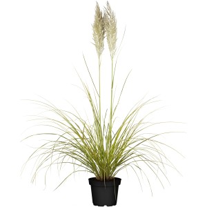 Pampasgras Citaro im Topf, ca. 23 cm Ø, mit dekorativen, weißen Blütenwedeln.