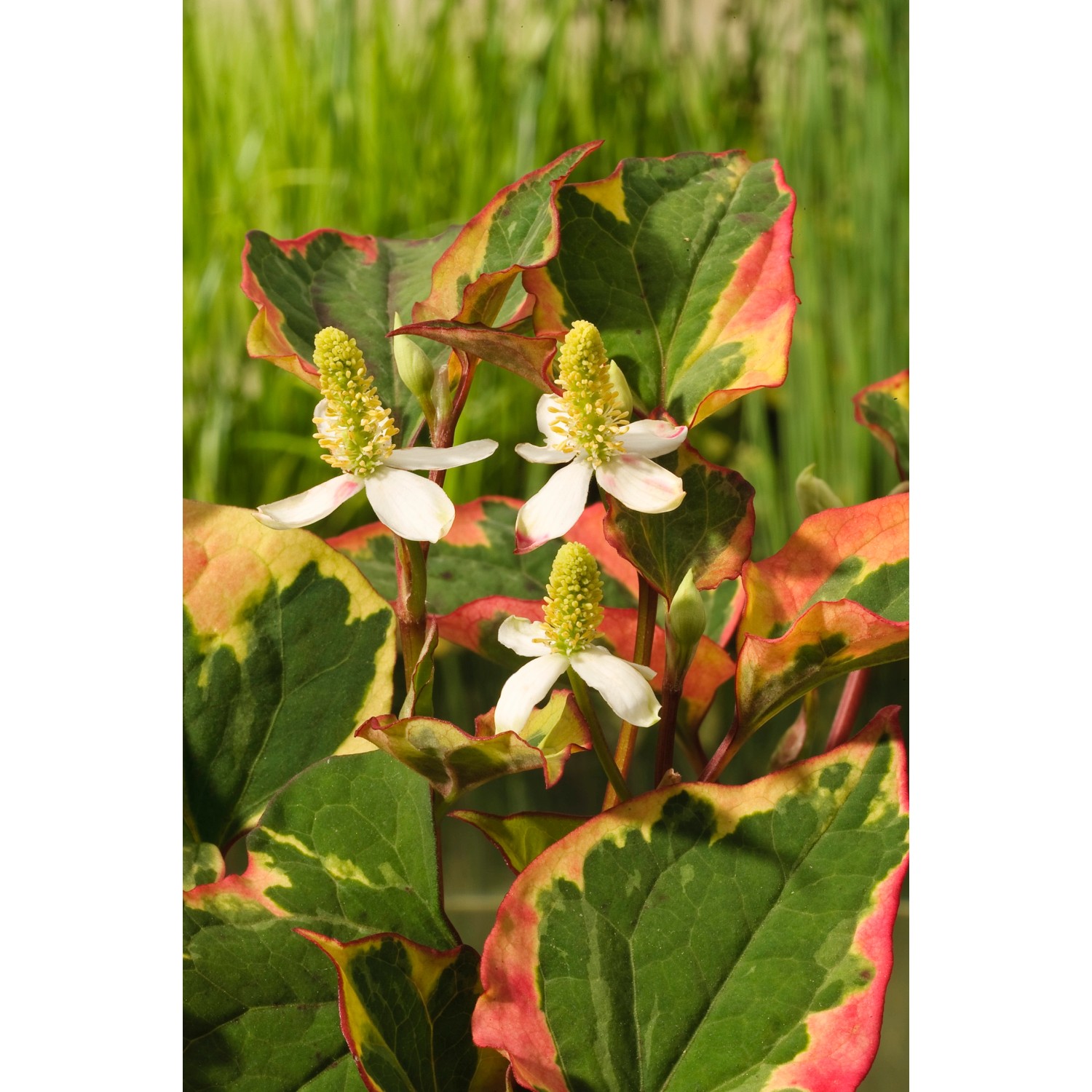 Molchschwanz "Chamaeleon" Weiß TopfØ ca. 9 cm Houttuynia cordata