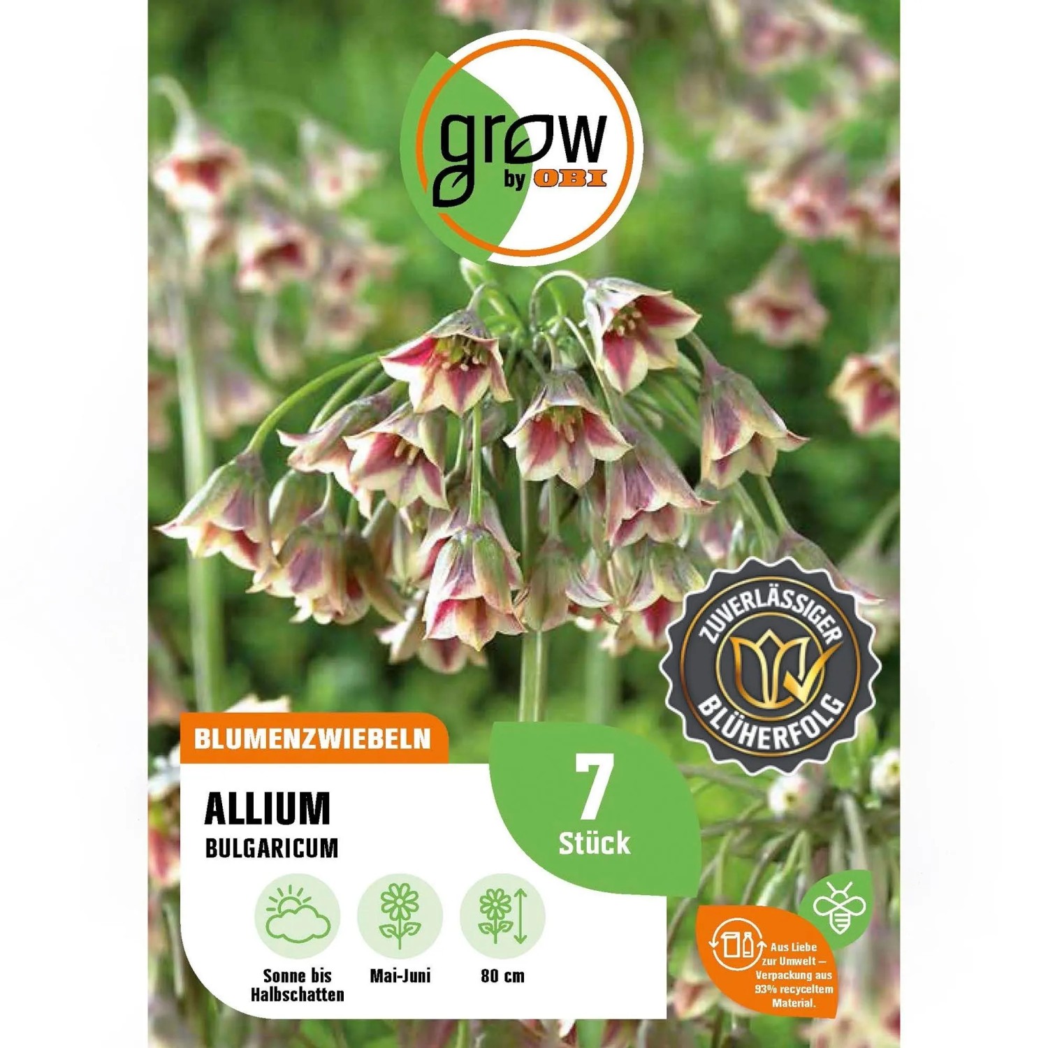 GROW by OBI Zierlauch Nectaroscordum Lila-Weiß 7 Stück Allium siculum