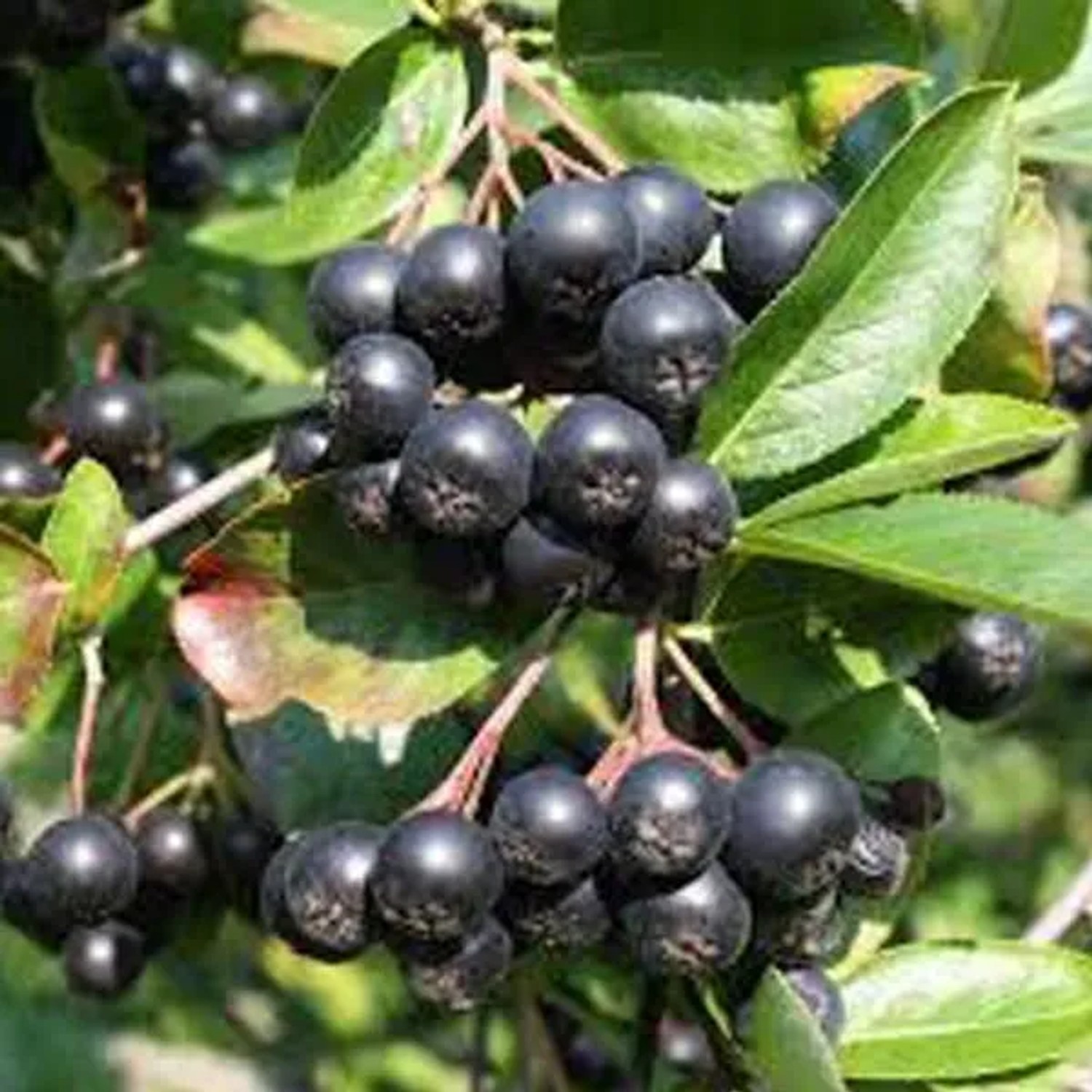 arborix Apfelbeere Aronia Melanocarpa 40 Bis 60 Cm Im Container Reich An Antioxidantien