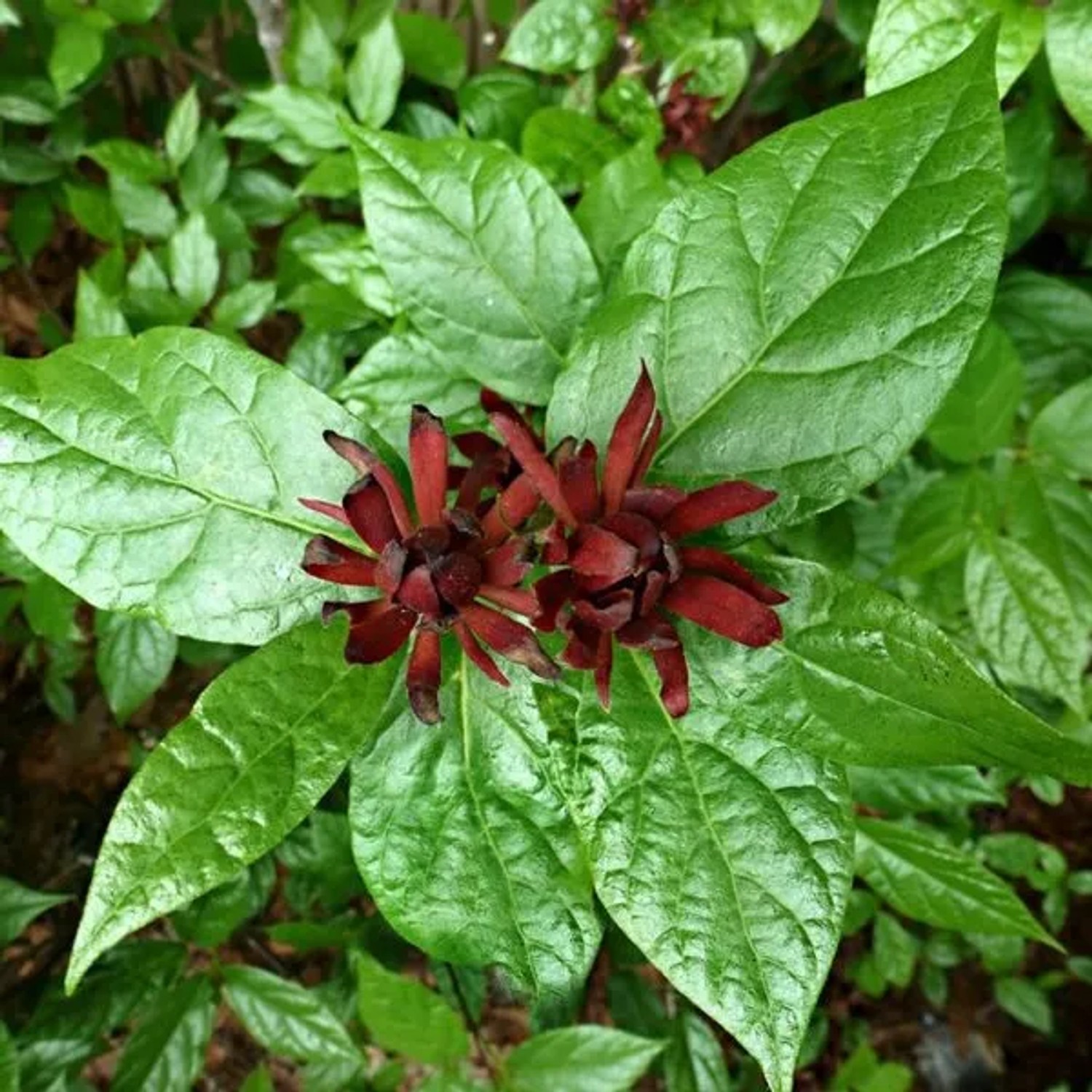 Gewürzstrauch Calycanthus floridus 40 bis 60 cm im Container Duftende Blüten