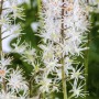 Detailaufnahme der weißen Blüten der Tiarella Cordifolia Schaumblüte im 9x9 cm Topf.