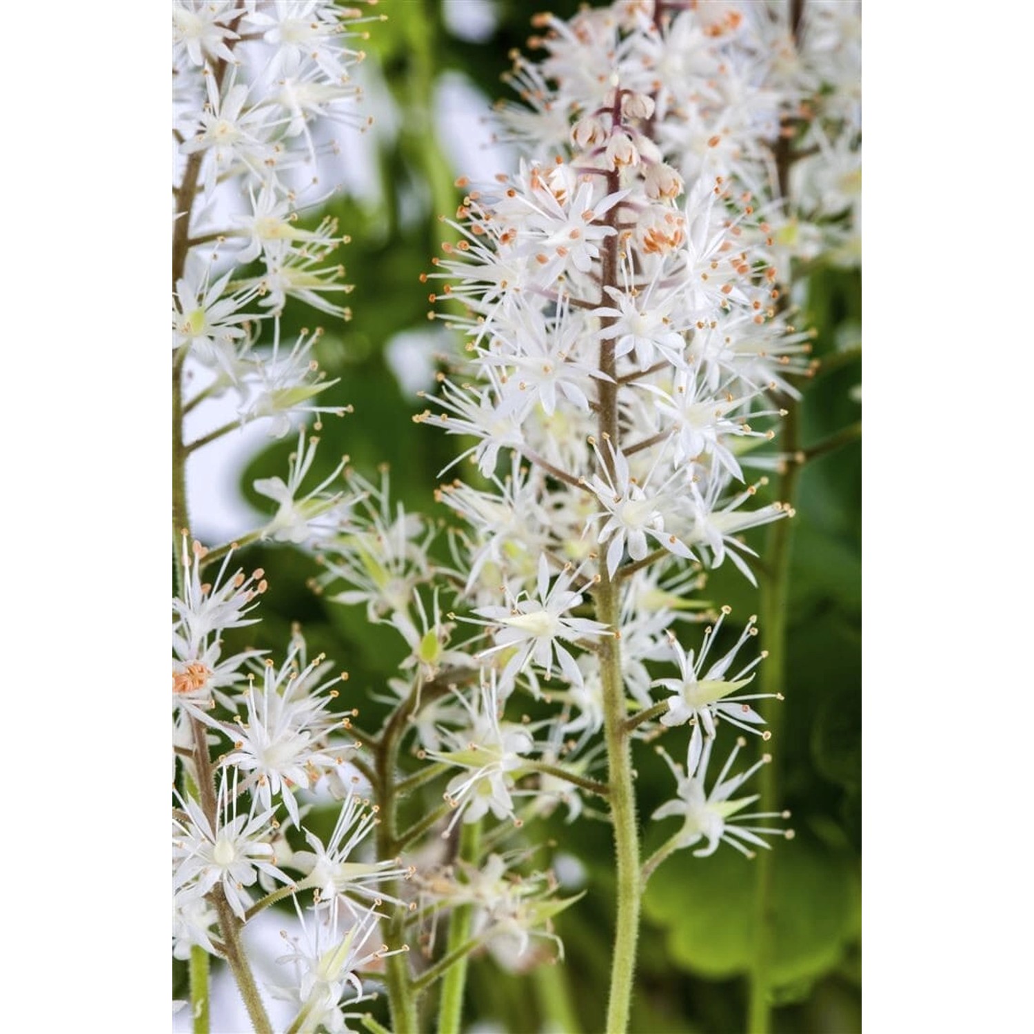 Tiarella Cordifolia Schaumblüte Ca. 9x9 cm Topf günstig online kaufen