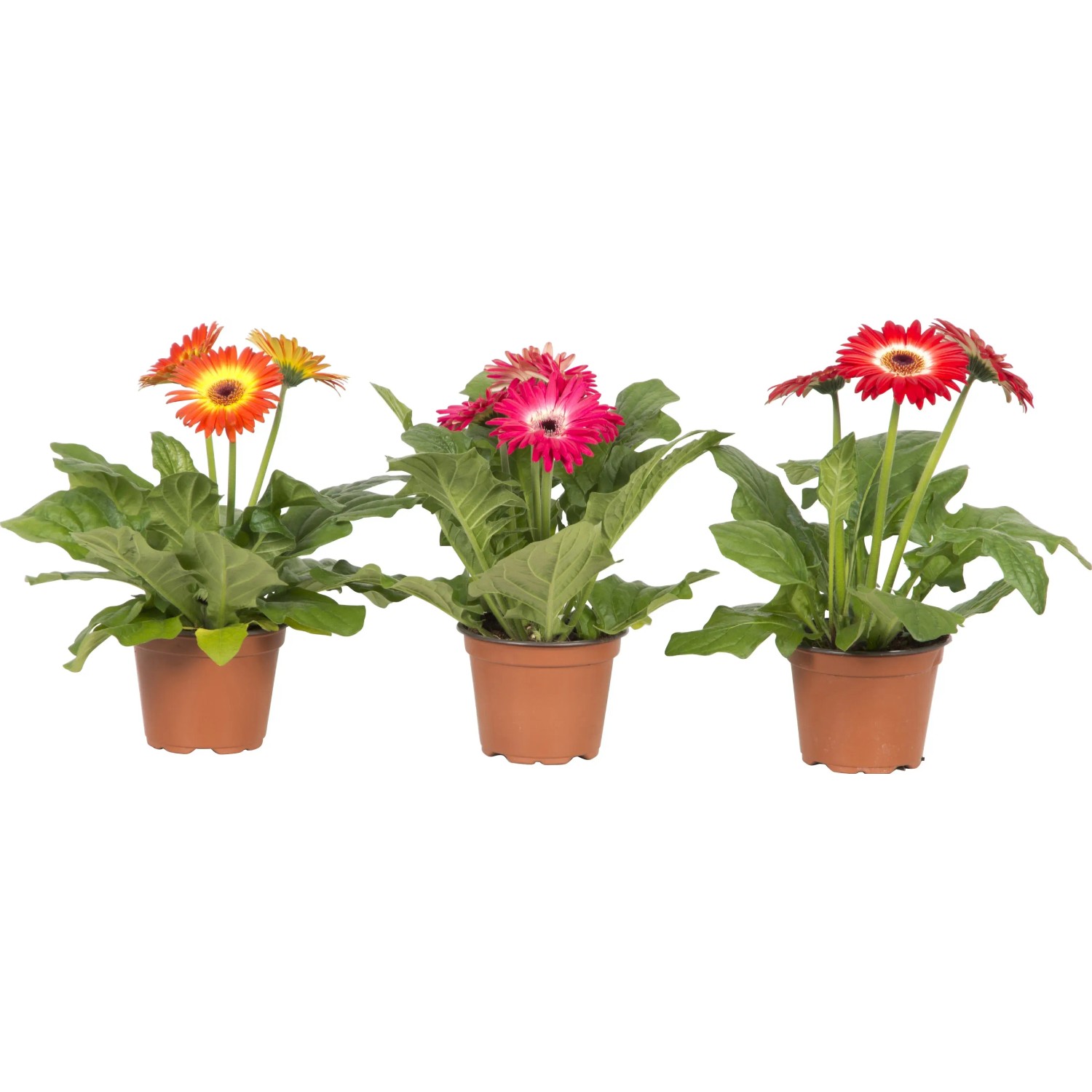 Gerbera Als Zimmerpflanze
