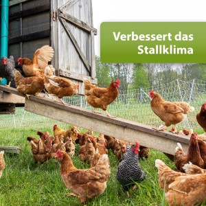 Hühner im Stall: Kieselgur Pulver für verbesserte Vogelpflege und Stallklima.