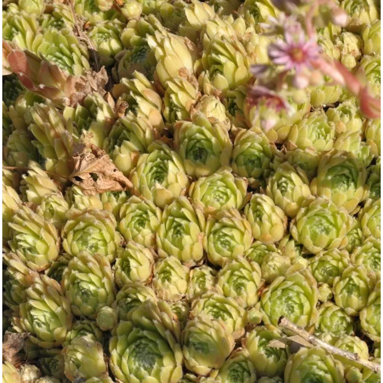 Hauswurz Hey Hey - Sempervivum cultorum