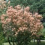 Foto eines Perückenstrauchs 'Rubrufolius' (Cotinus coggygria) mit rosa Blütenständen im Garten.